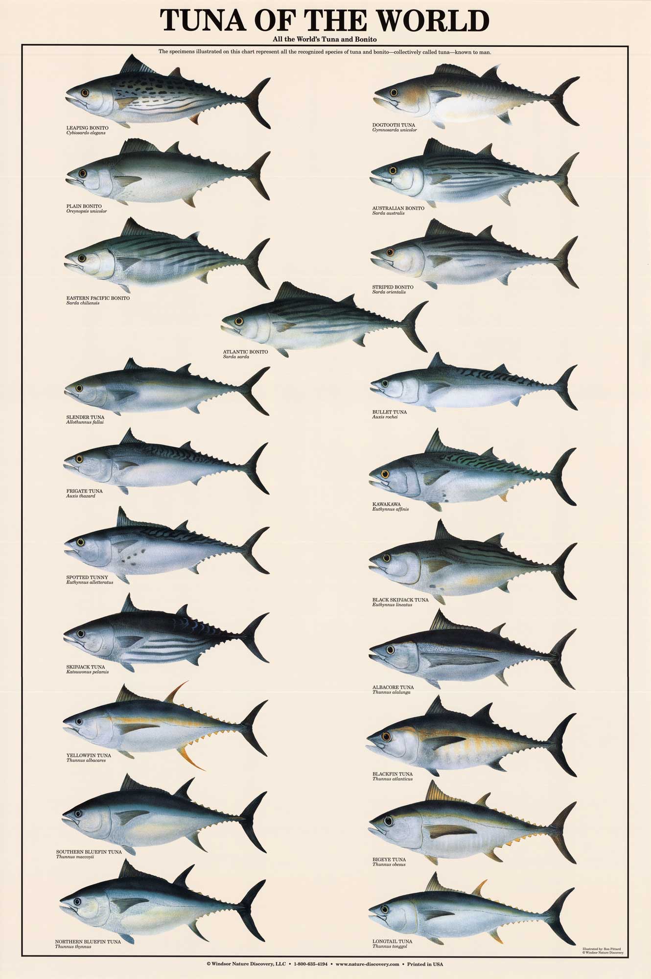 Tuna Poster and Identification Chart - Tuna of the World. Fish Wall Art –  Charting Nature