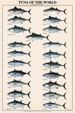 Tuna Species Poster and Identification Chart