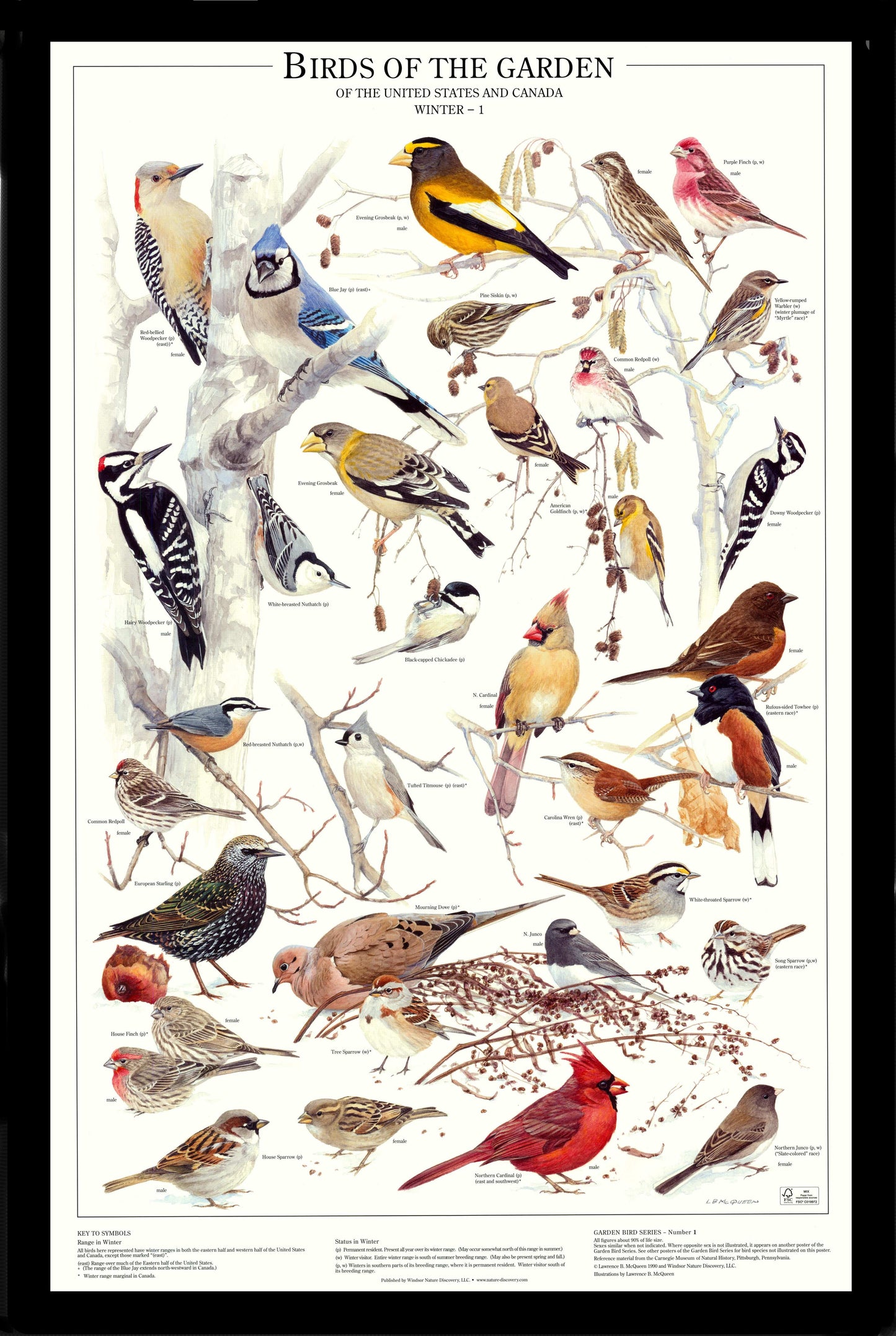 Backyard Garden Bird Mini Set. Eastern and Summer Species Identification Charts