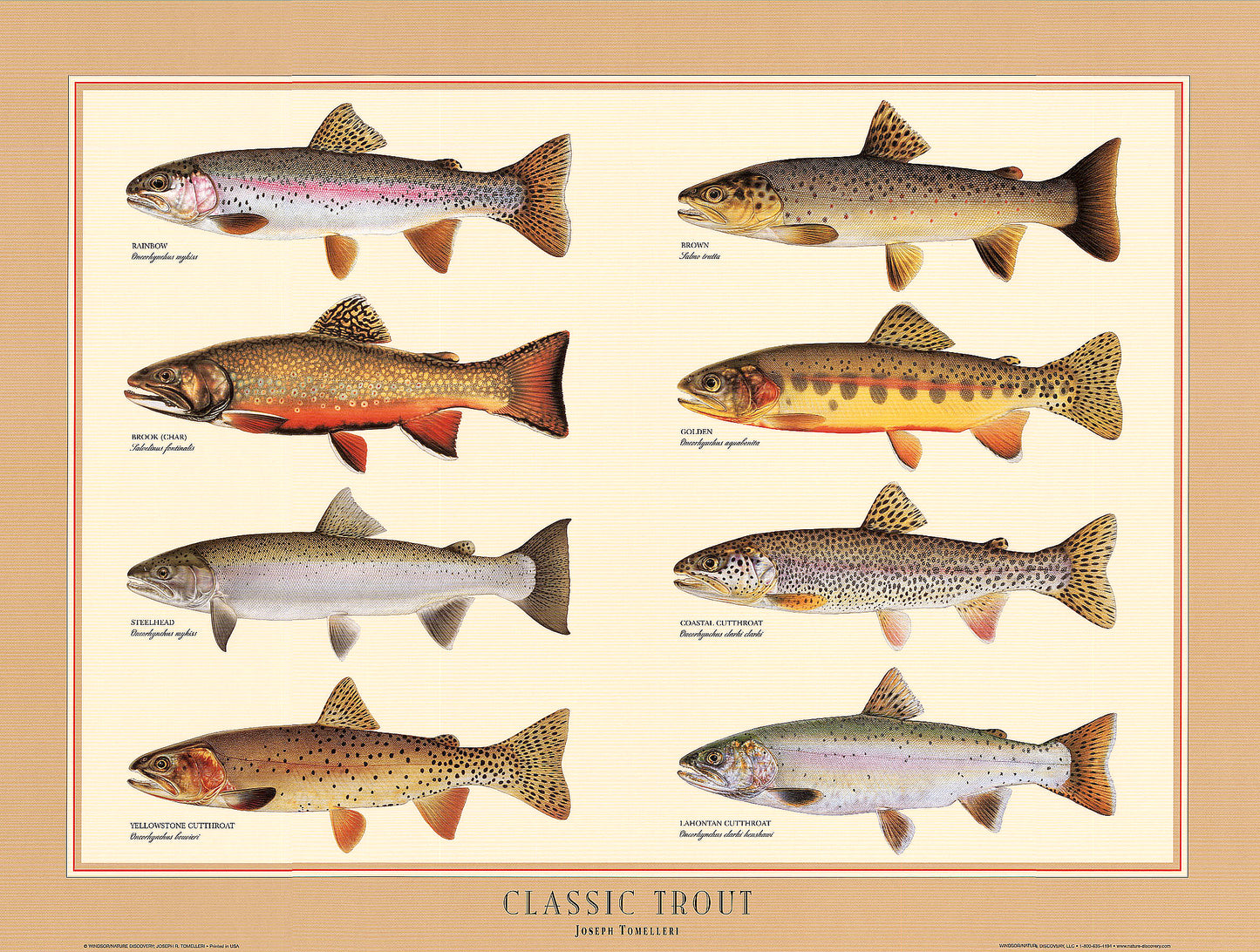 Classic Trout Poster | Identification Chart and Wall Art by Joseph Tomelleri