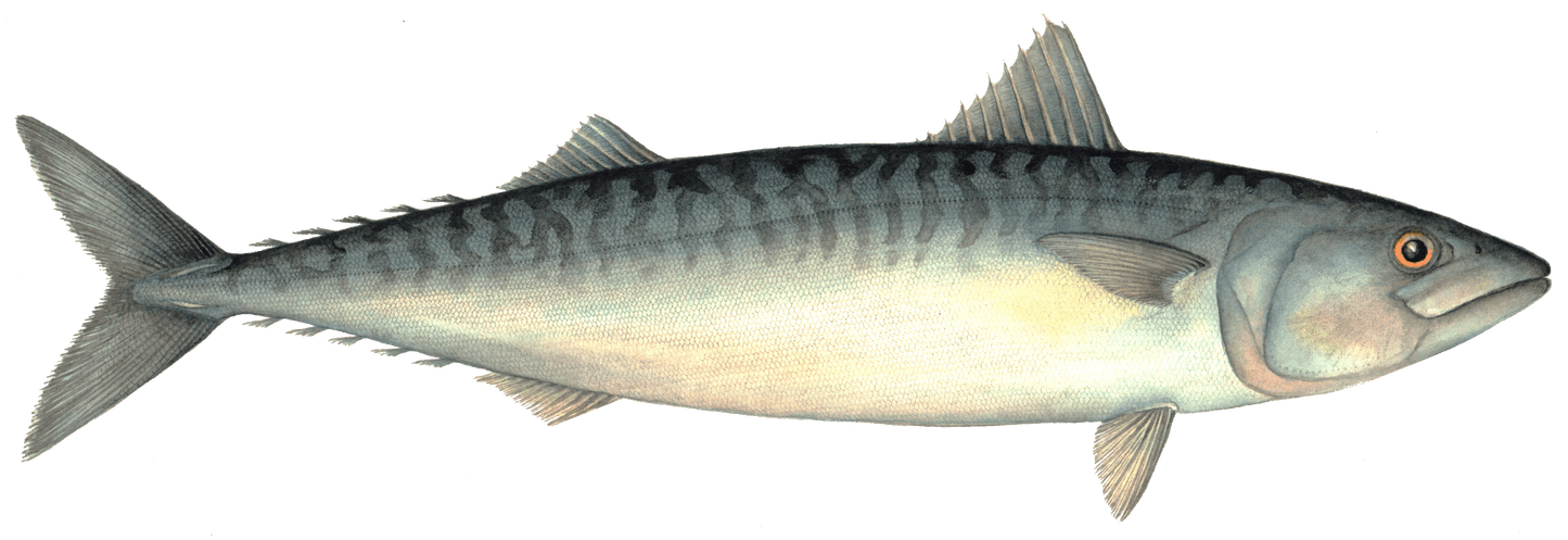 Atlantic Mackeral Image