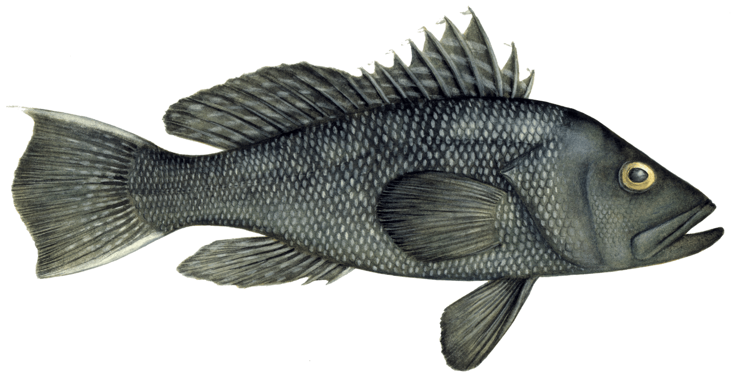 Black Sea Bass Image