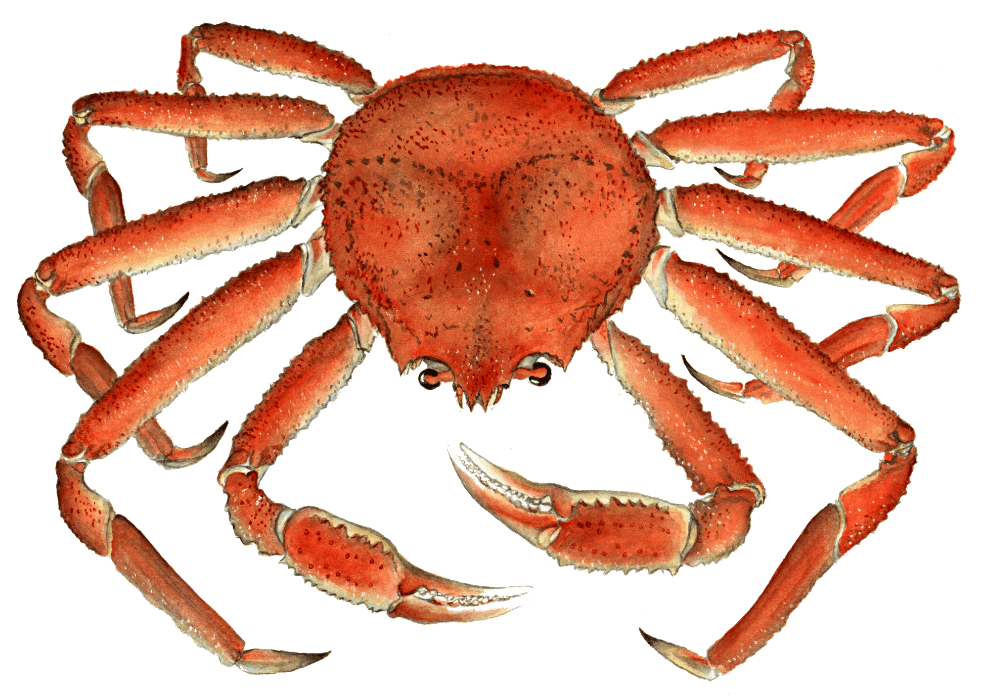 Snow Crab Image