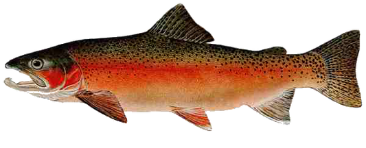 Rainbow Trout Magnet - Male