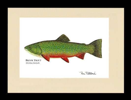 Brook Trout - Framed and Matted Art Print