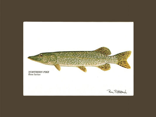 Muskellunge | matted gamefish wall art print | Angler's Decor