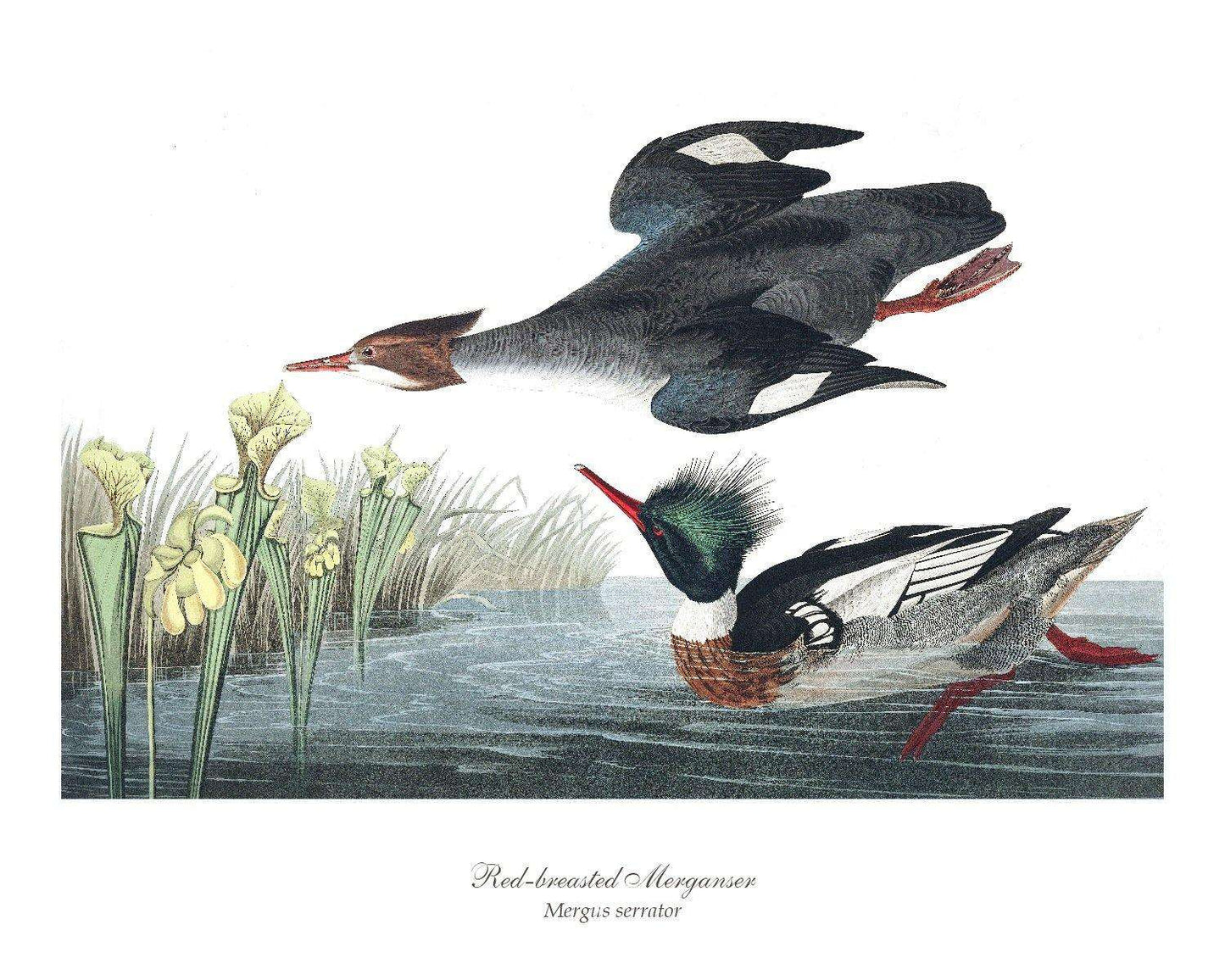 Red-headed Merganser Duck - Charting Nature
