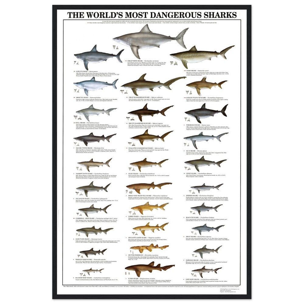 The World's Most Dangerous Sharks