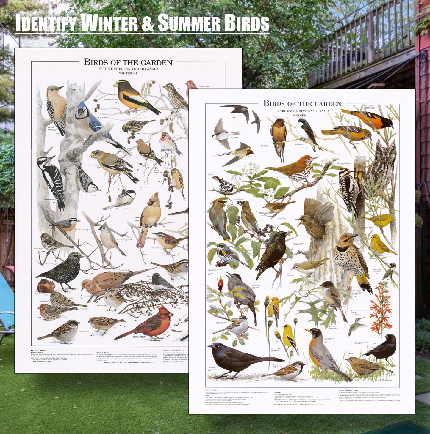 Backyard Garden Bird Identification Poster Set | Eastern Winter and Summer Species Charts