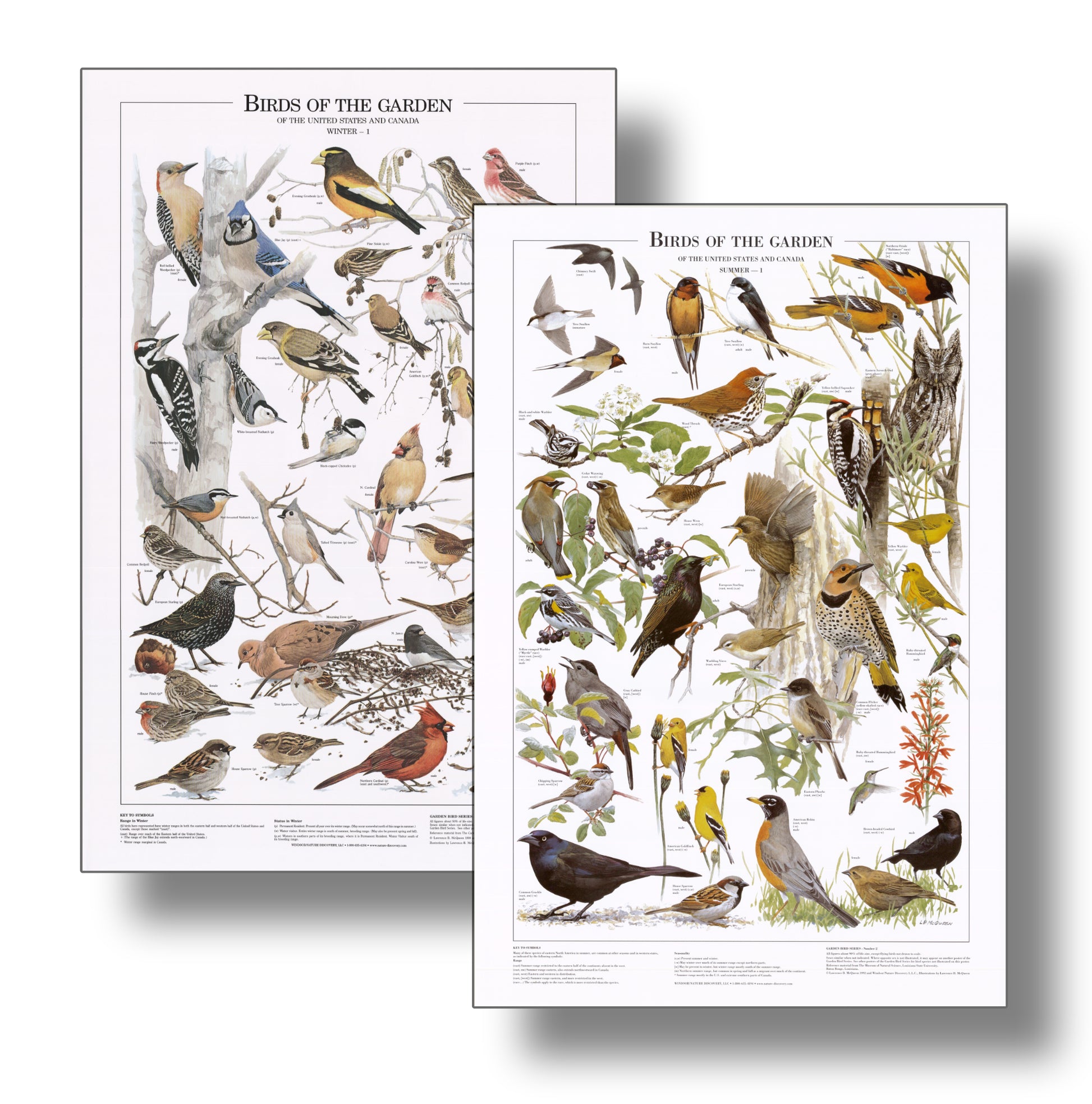 Backyard Garden Bird Mini Charts.  Eastern and Summer Species Identification Posters- Charting