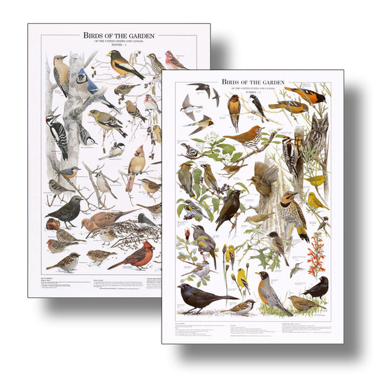 Backyard Garden Bird Mini Charts. Eastern and Summer Species Identification Posters- Charting