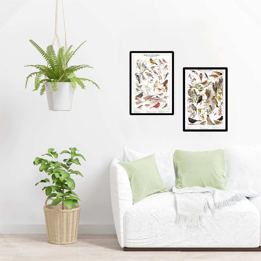 Backyard Garden Bird 12"x18" Charts. Eastern and Summer Species Identification Posters- Charting Nature