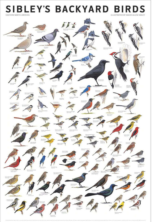 Backyard Birds: Eastern North America