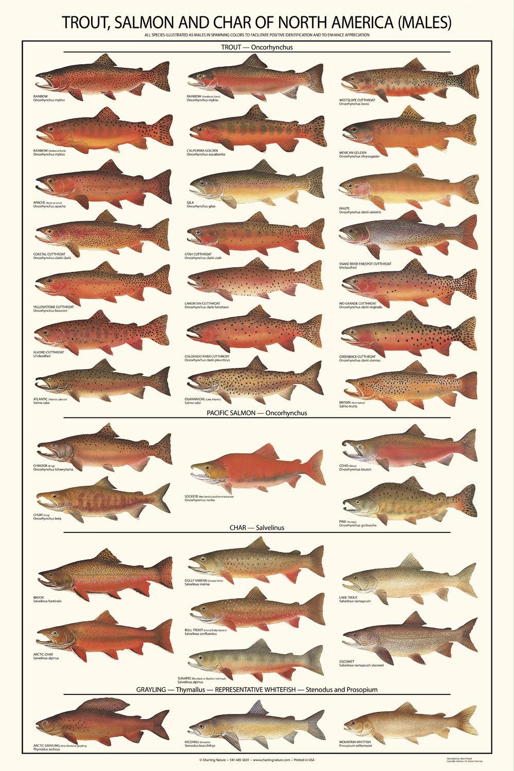 Fish Poster  Trout, Salmon and Char Identification Chart. A Sport