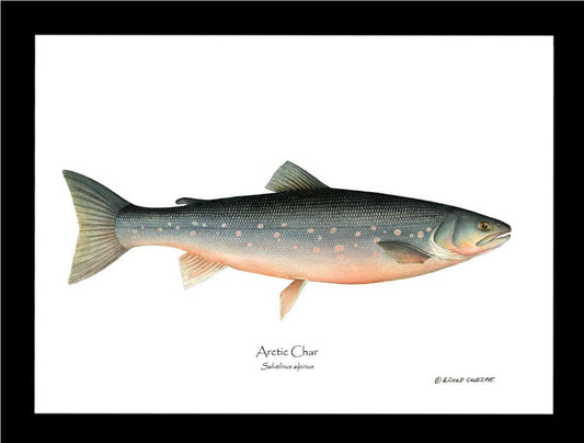 Fish Print: Char, Arctic Salvelinus alpinus | Wall Art Fish Print
