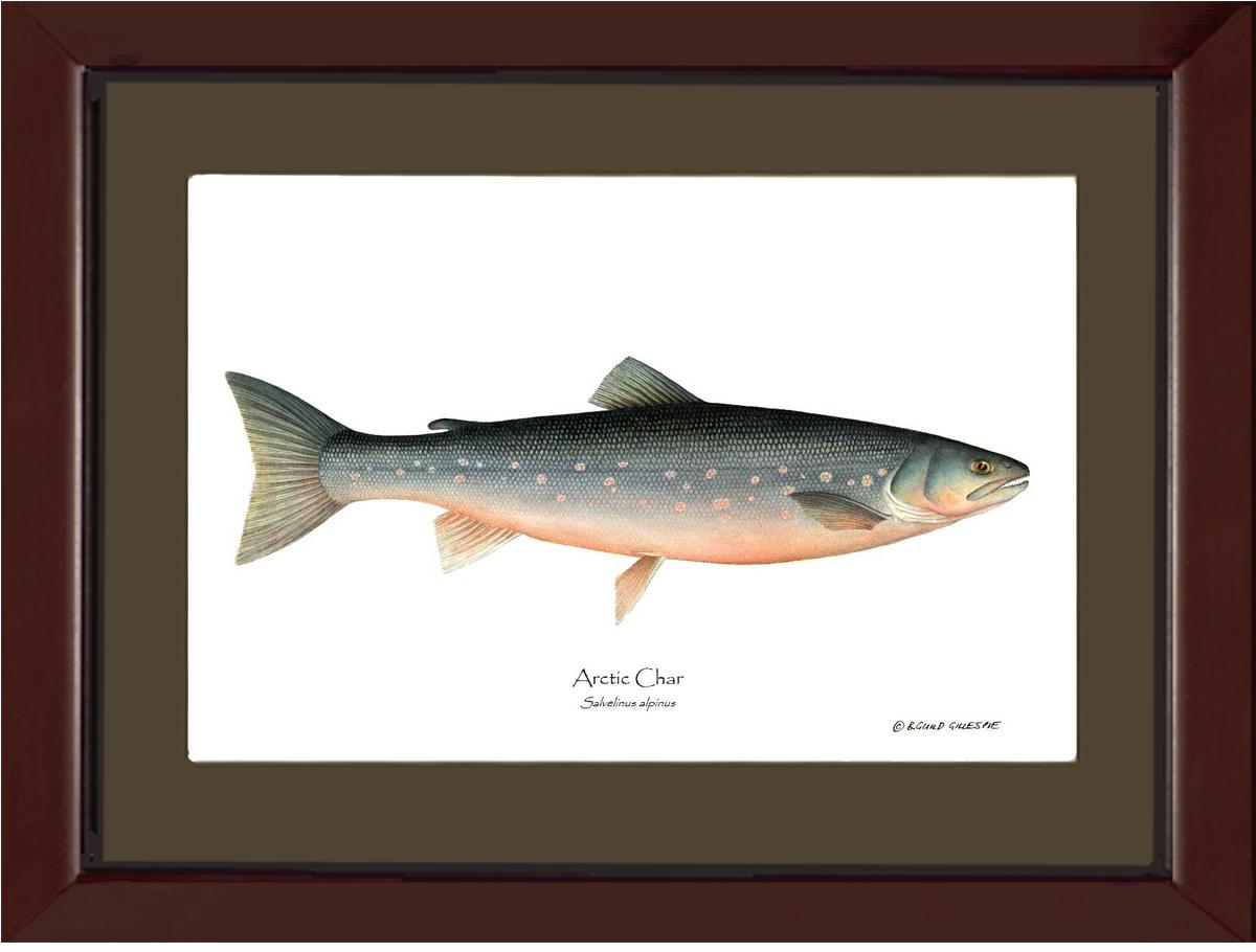 Fish Print: Char, Arctic Salvelinus alpinus | Wall Art Fish Print
