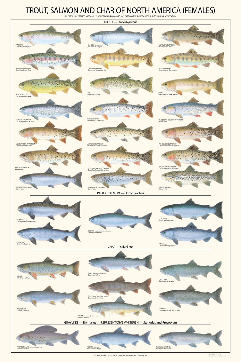 Trout, Salmon and Char Species - Female Identification Poster – Charting  Nature