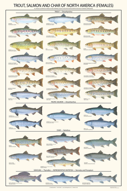 Trout, Salmon and Char Poster and ID Chart - Females