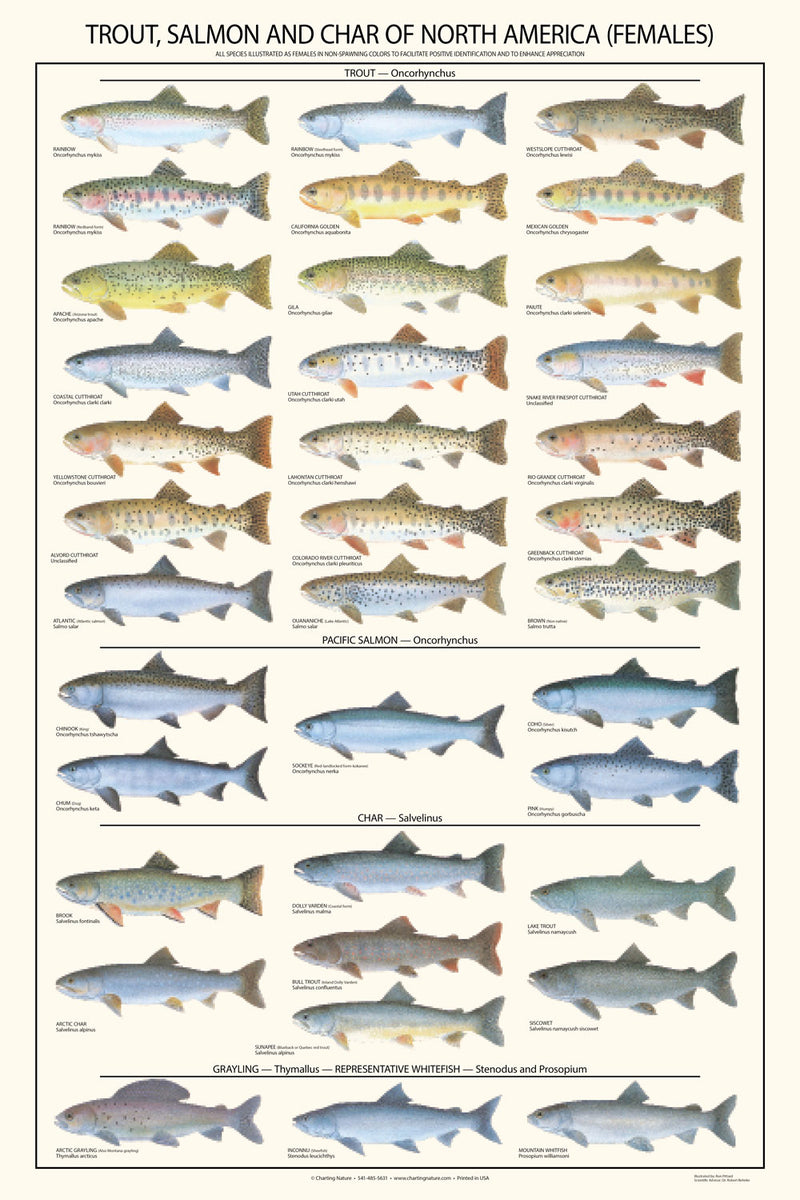Trout, Salmon and Char Species Female Identification Poster