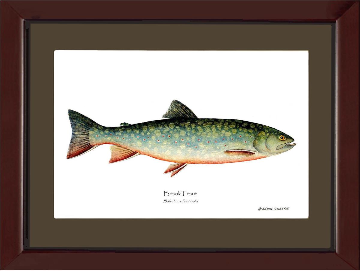 Brook Trout Salvelinus fontinalis | Wall Art Fish Print | Wall Art Fish Print