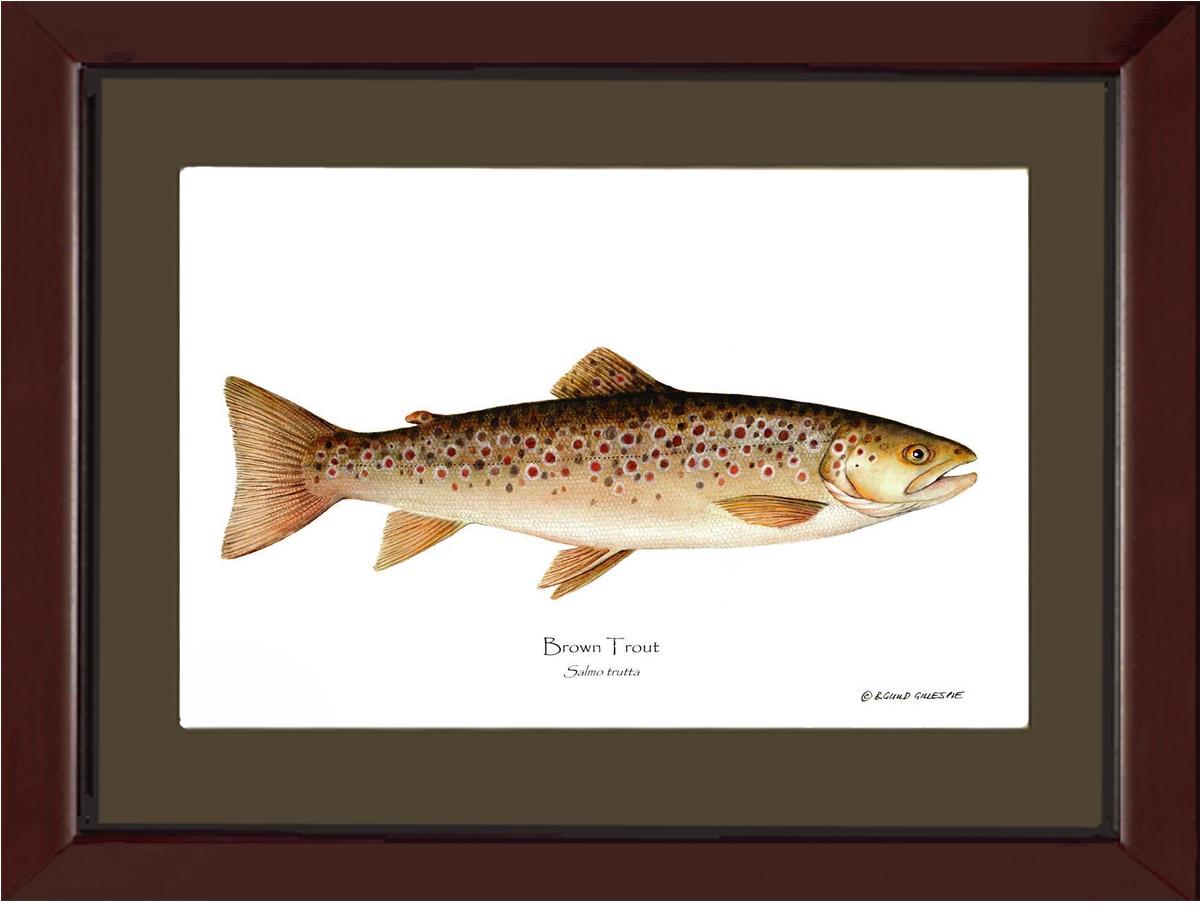 Brown Trout Salmo trutta | Wall Art Fish Print | Wall Art Fish Print