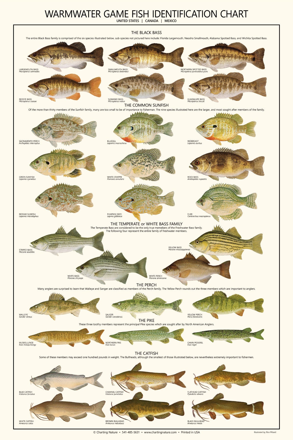  American Bass Fishing Wall Art Print - Single 11x14