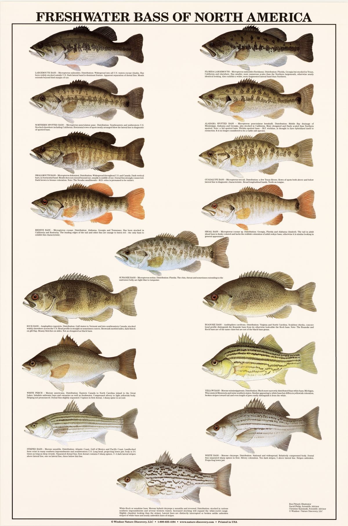 Gamefish Poster | Freshwater Bass Identification Chart | Sport Fishermen's  Wall Art Decor