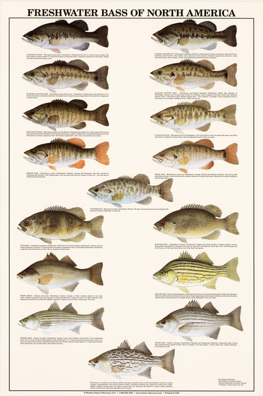 Freshwater Bass Identifiaction Poster