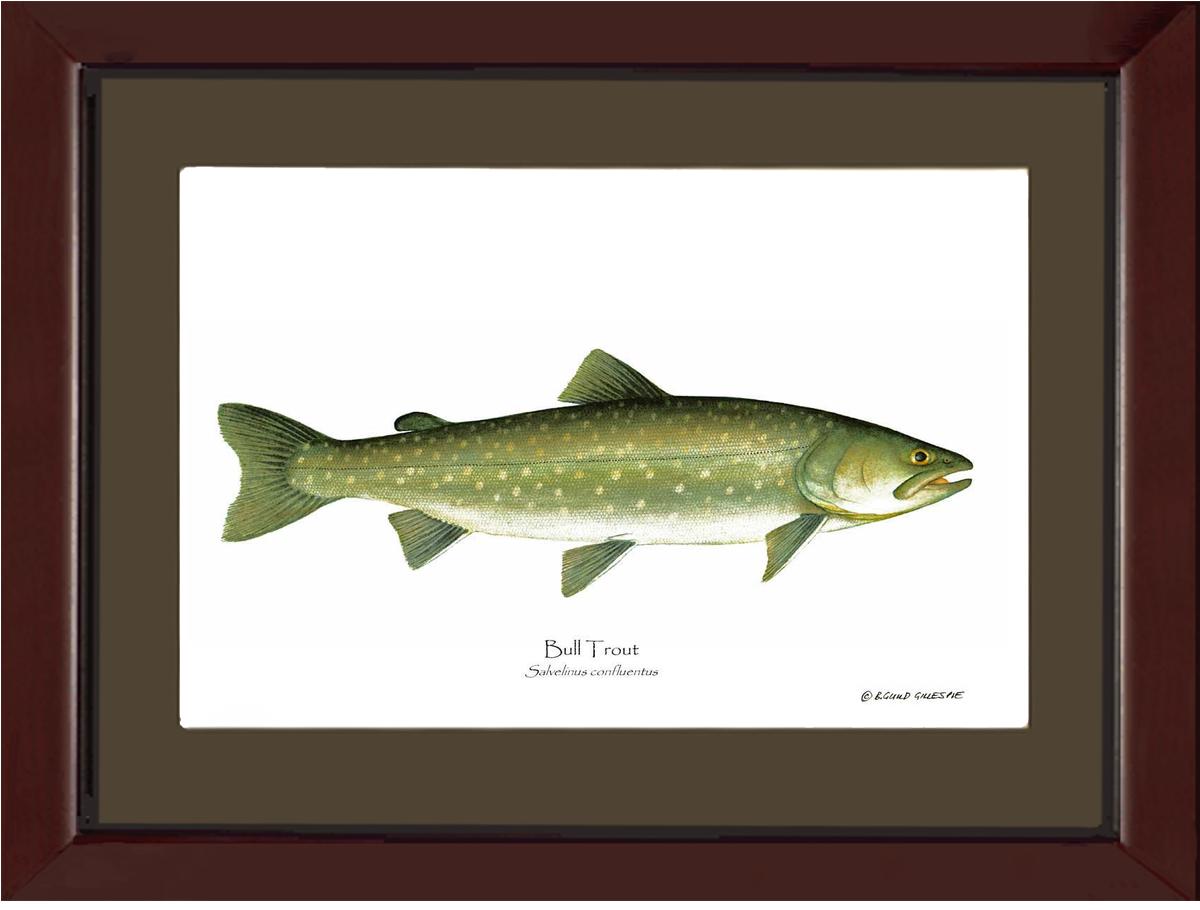 Bull Trout Salvelinus confluentus | Wall Art Fish Print | Wall Art Fish Print