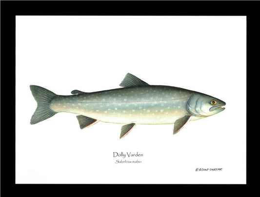 Dolly Varden Salvelinus malmo | Wall Art Fish Print
