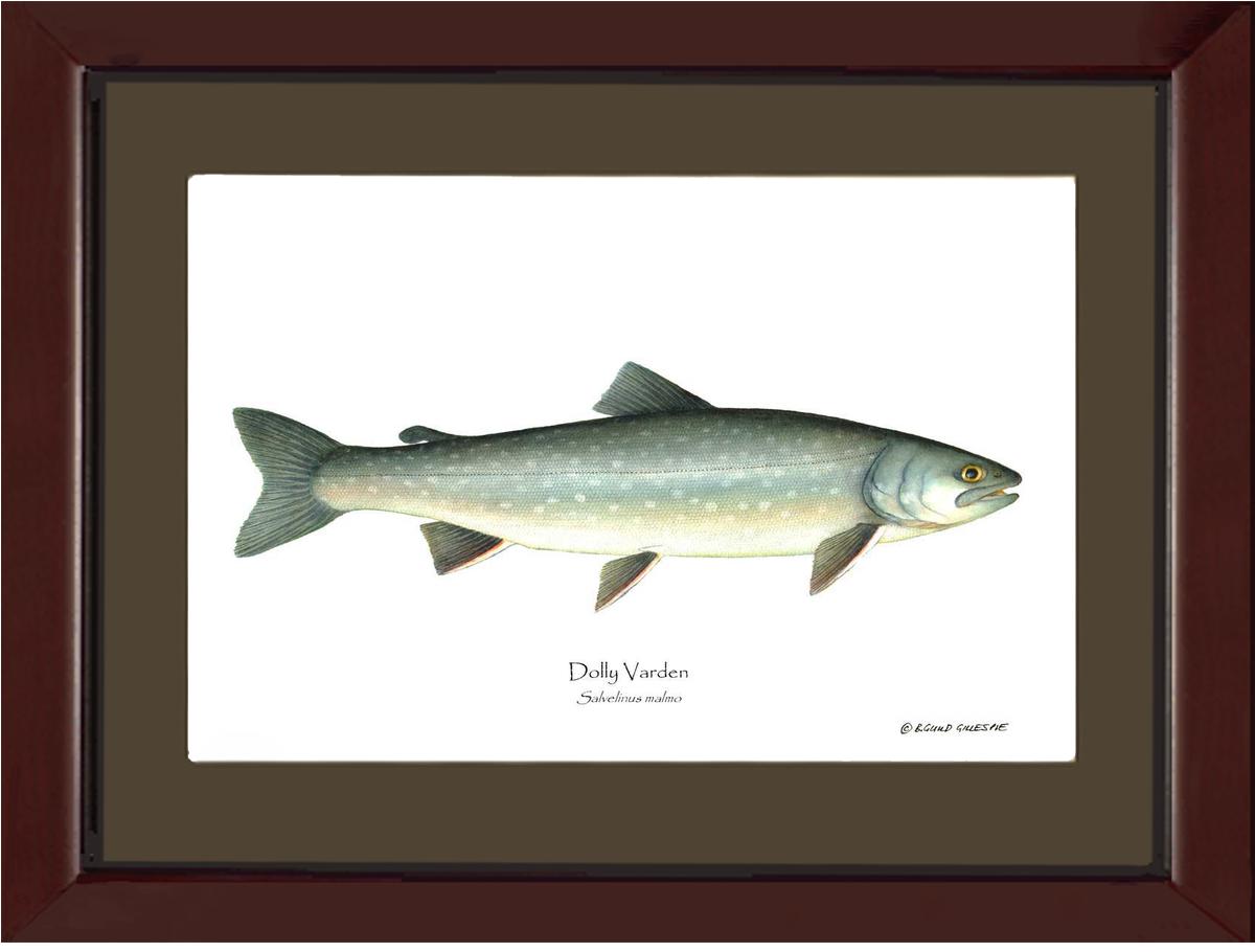 Dolly Varden Salvelinus malmo | Wall Art Fish Print