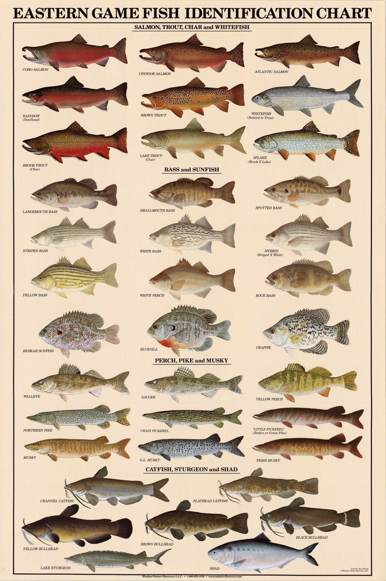 Eastern Gamefish Species Identification Poster – Charting Nature