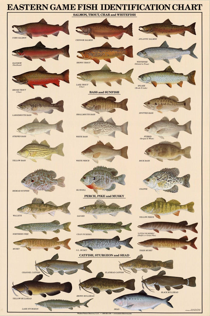 Eastern Gamefish Poster Identification Chart