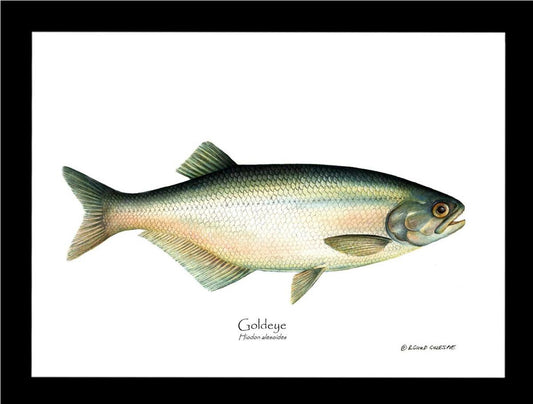 Goldeye Hiodon alesoide | Wall Art Fish Print