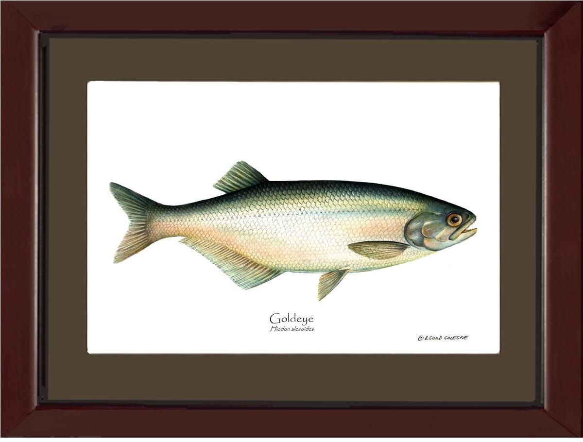 Goldeye Hiodon alesoide | Wall Art Fish Print