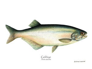 Fish Print: Goldeye Hiodon alesoide
