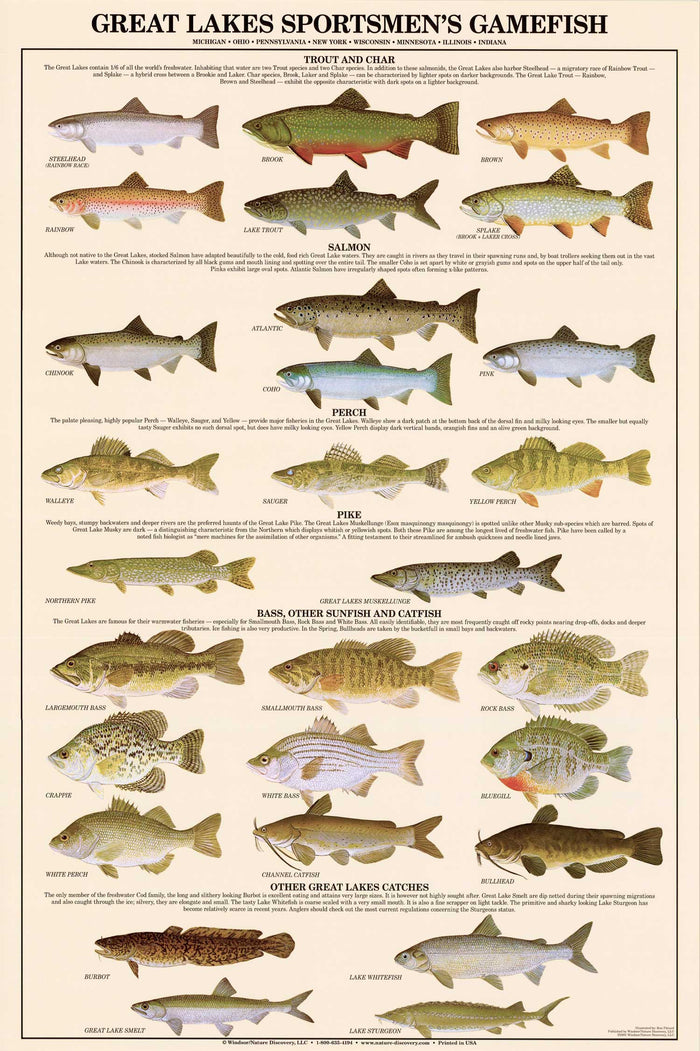 Great Lakes Gamefish Fish Poster and Identification Chart