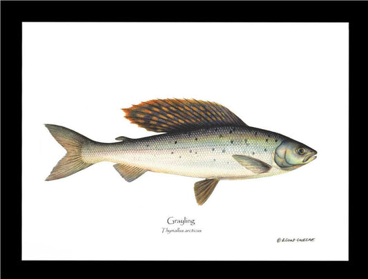 Grayling Thymallus arcticus | Wall Art Fish Print