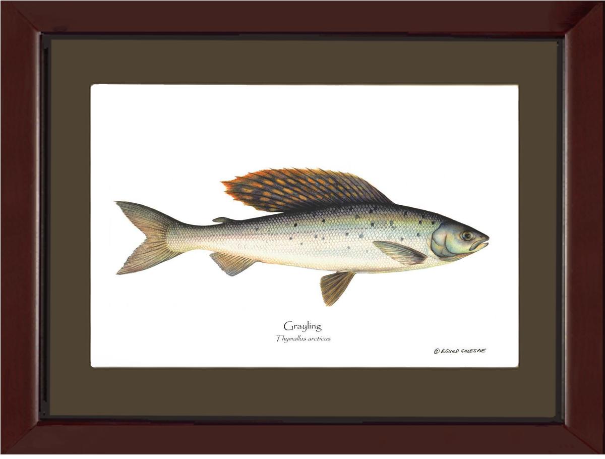 Grayling Thymallus arcticus | Wall Art Fish Print