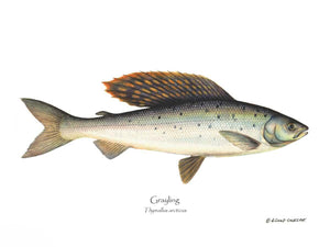 Fish Print: Grayling Thymallus arcticus