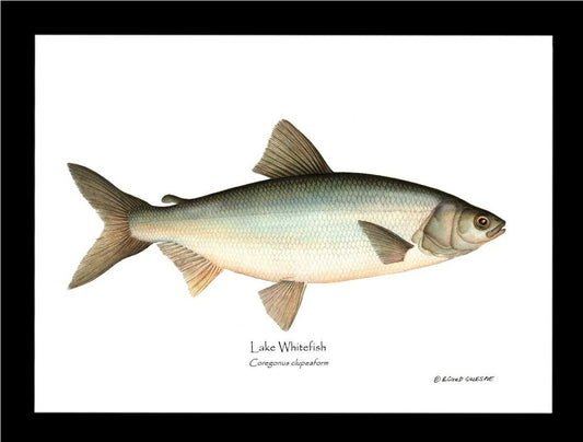 Lake Whitefish Coregonus clupeaform | Wall Art Fish Print