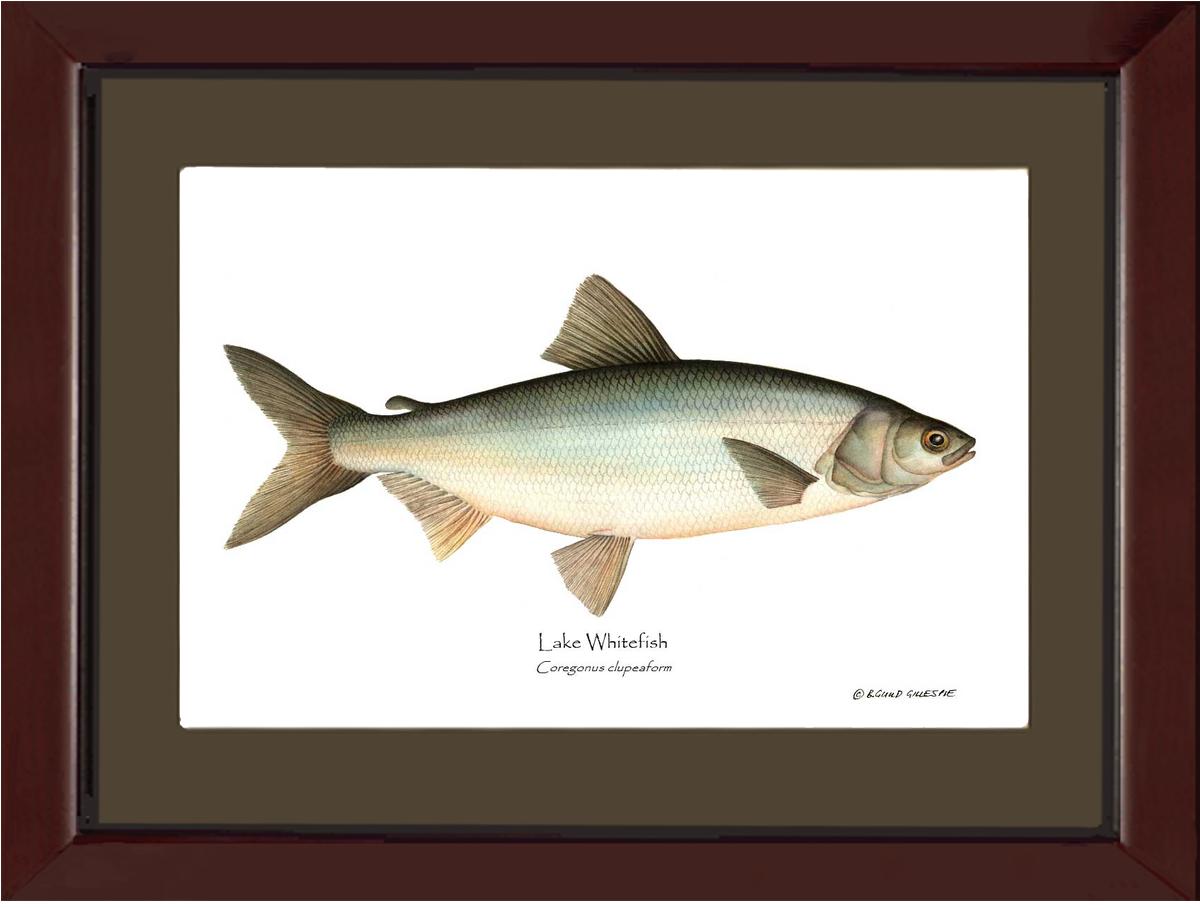 Lake Whitefish Coregonus clupeaform | Wall Art Fish Print