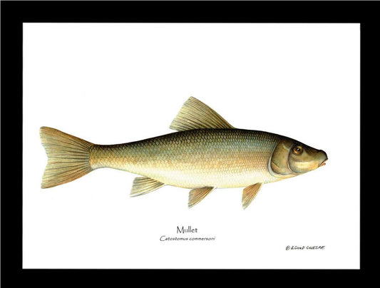 Sucker-Mullet-White Fish Catostomus commersoni | Wall Art Fish Print