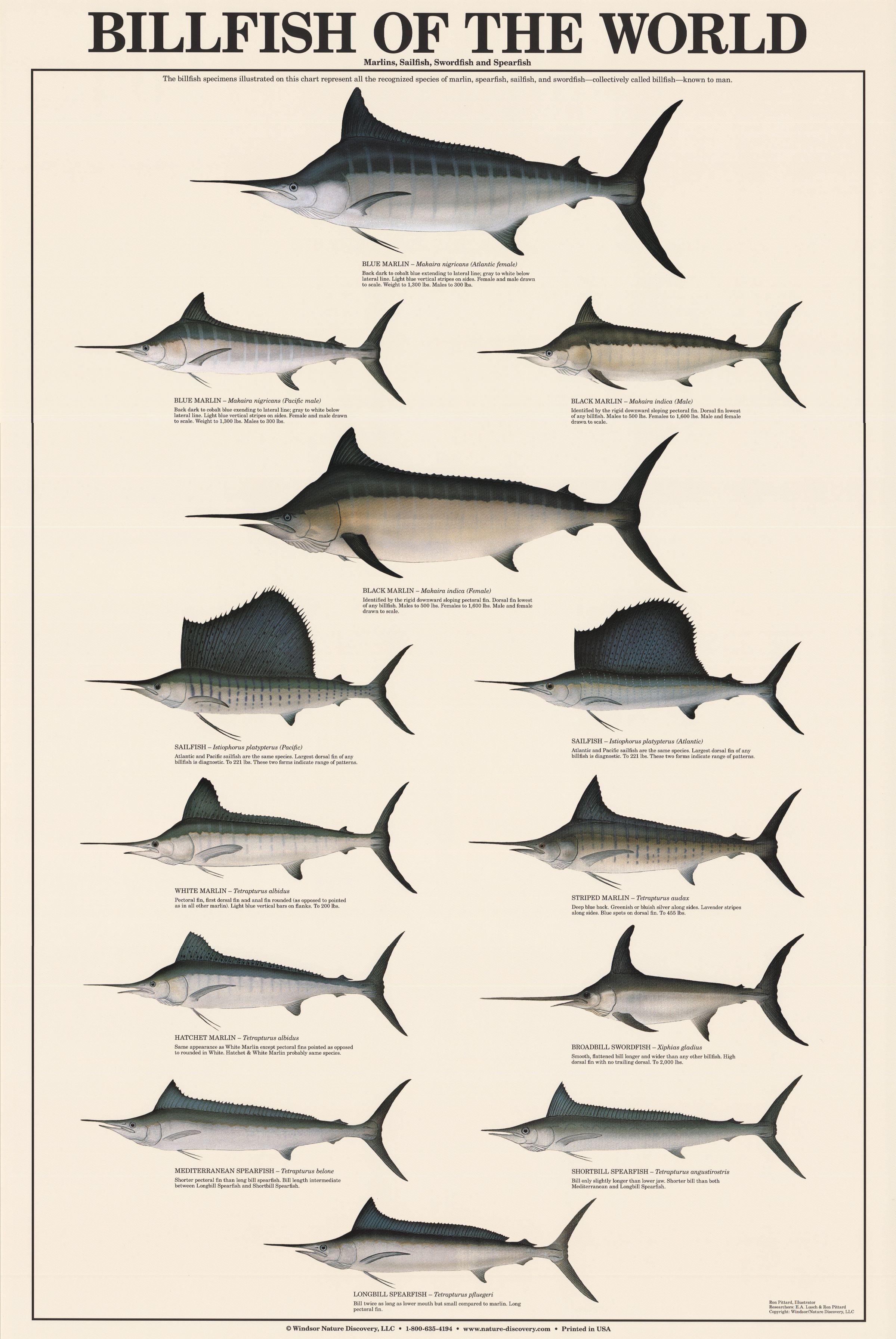 Sport Fisherman's Poster: Billfish of the World Poster and Identification  Chart – Charting Nature