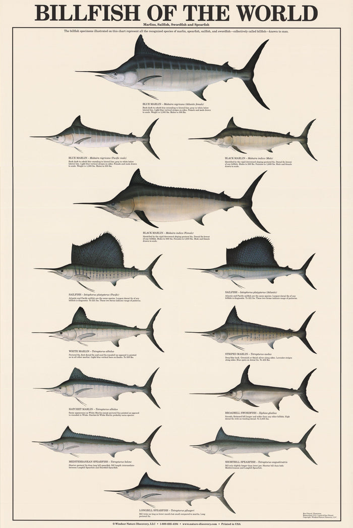 Fish Poster: Billfish of the World Poster and Identification Chart