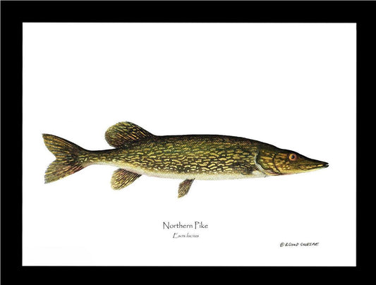 Pike Northern Esox lucius | Wall Art Fish Print