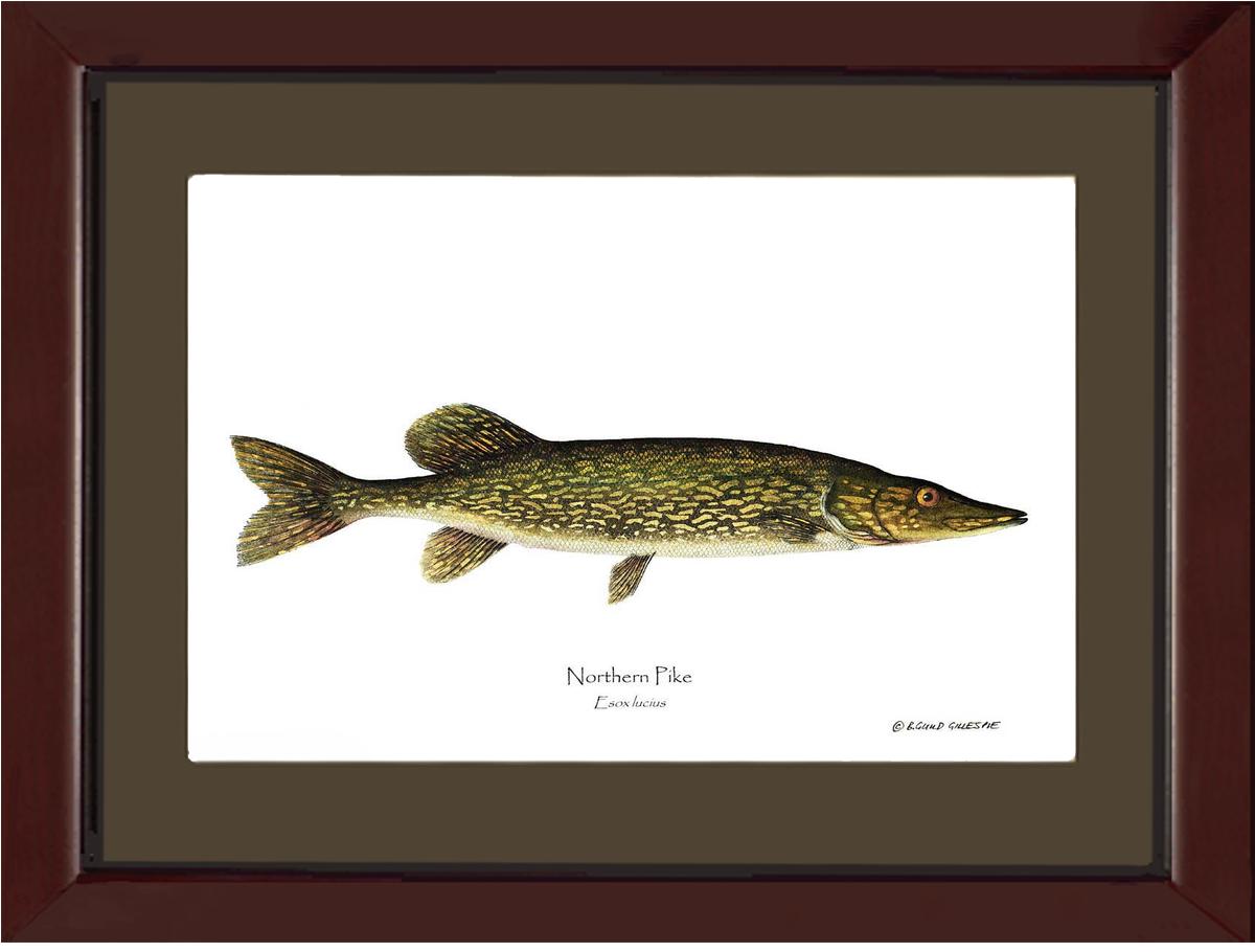 Pike Northern Esox lucius | Wall Art Fish Print
