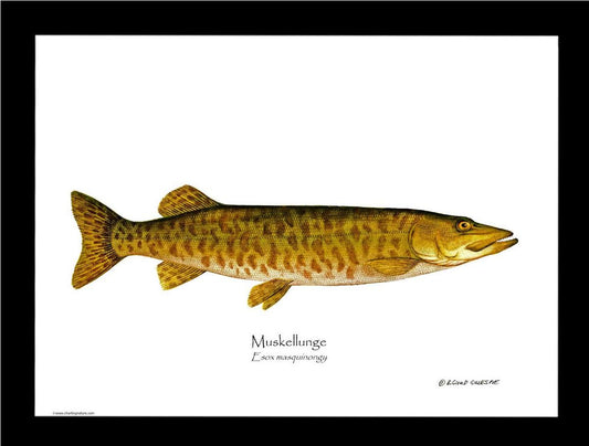 Muskellunge Esox masquinongy | Wall Art Fish Print