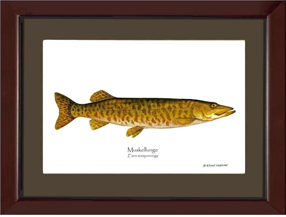 Muskellunge Esox masquinongy | Wall Art Fish Print