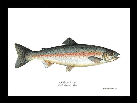 Rainbow Trout Onchorhynchus irideus | Wall Art Fish Print | Wall Art Fish Print